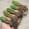 5 x Trichocereus Pachanoi Seedlings (AKA San Pedro)
