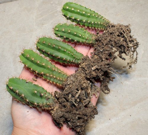 5 x Trichocereus Pachanoi Seedlings (AKA San Pedro)