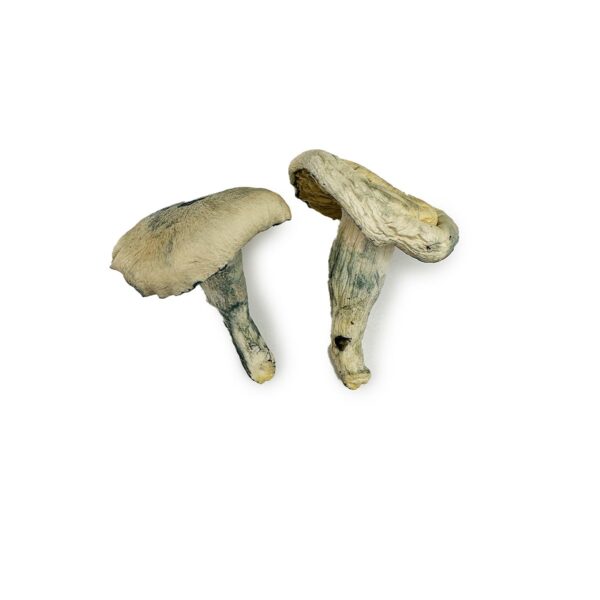 Albino Thai Lipa Yai Magic Mushrooms