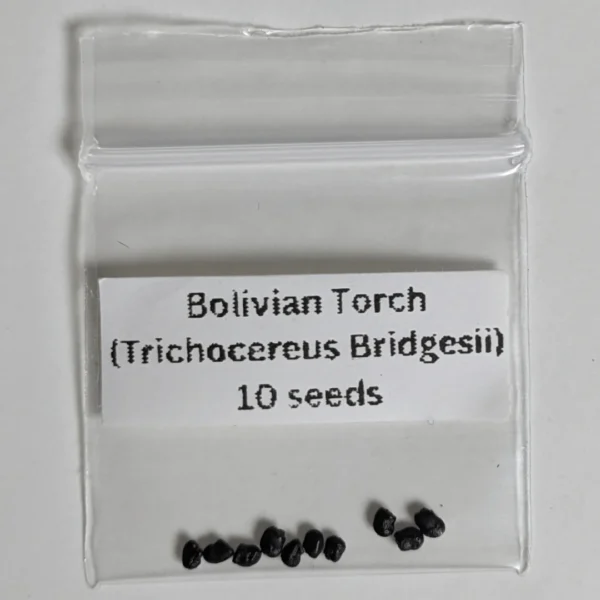 Bolivian Torch Seeds