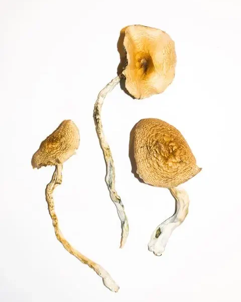 Golden Teacher Magic Mushrooms