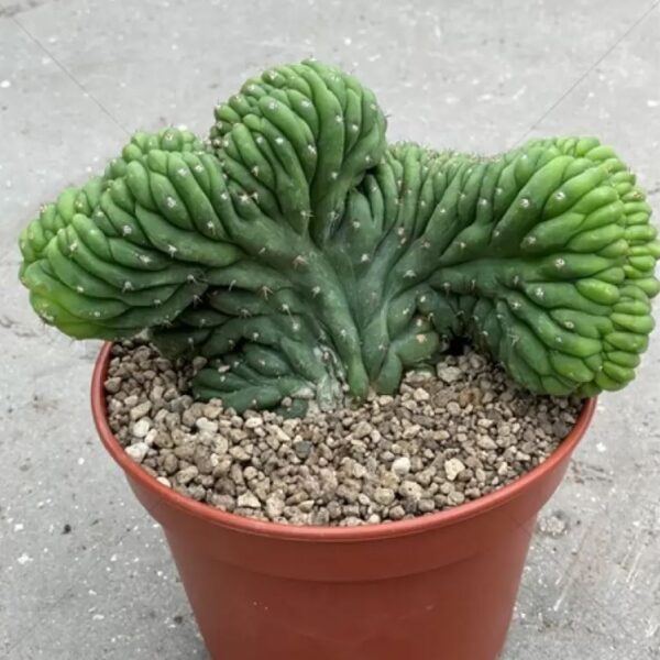 Crested San Pedro (ECHINOPSIS PACHANOI CRISTATA)