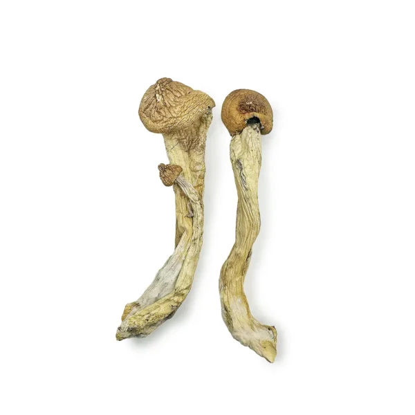 Penis Envy 7 Magic Mushrooms