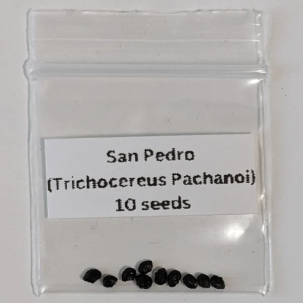 San Pedro Cactus Seeds