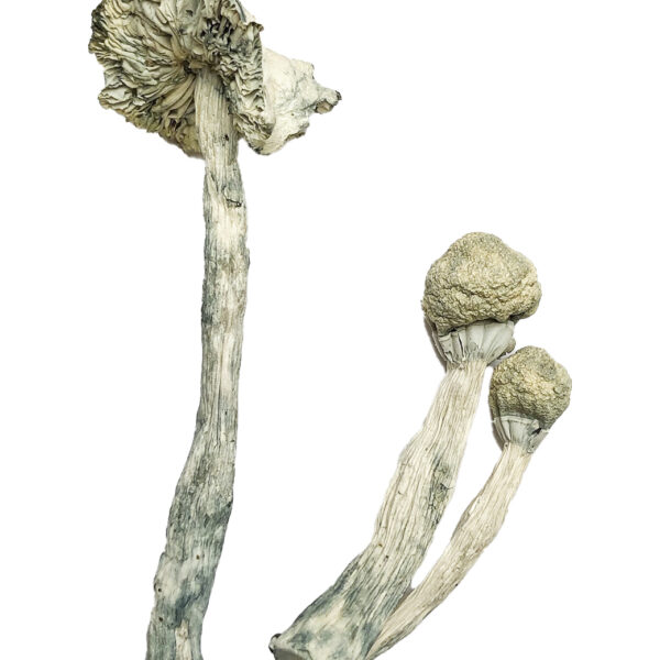 True Albino Teachers Magic Mushrooms