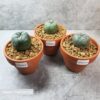 Lophophora collectors bundle 2.5-3.5cm (Peyote)