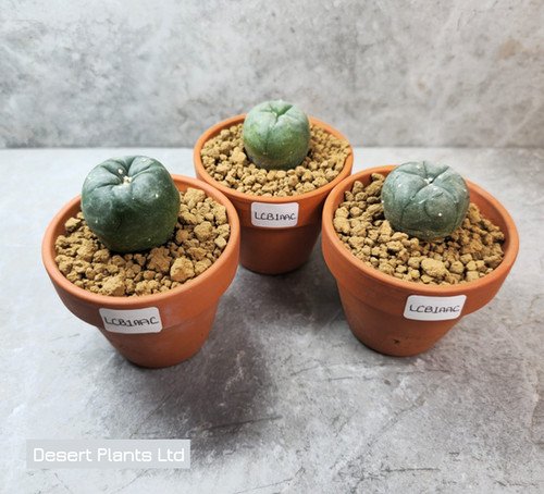 Lophophora collectors bundle 2.5-3.5cm (Peyote)