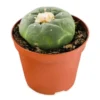 Peyote cactus (LOPHOPHORA DECIPIENS)