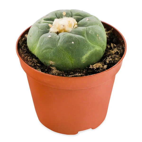 Peyote cactus (LOPHOPHORA DECIPIENS)