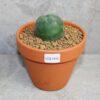 Lophophora diffusa 2-3cm (Peyote)