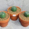 Lophophora diffusa 2-3cm (Peyote) Bundle of 3