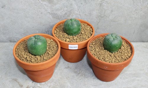 Lophophora diffusa 2-3cm (Peyote) Bundle of 3