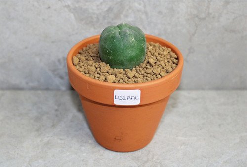 Lophophora diffusa 2-3cm (Peyote)