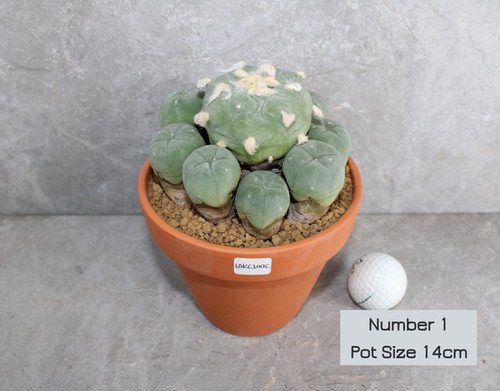 Lophophora diffusa v Koike Cluster (Peyote)