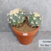 Lophophora diffusa v Koike (Double-head Peyote)