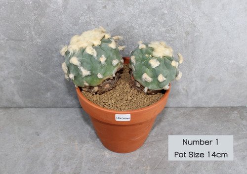 Lophophora diffusa v Koike (Double-head Peyote)