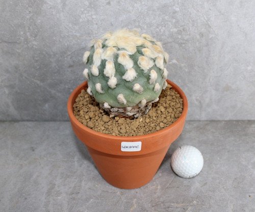 Lophophora diffusa v Koike (Peyote)