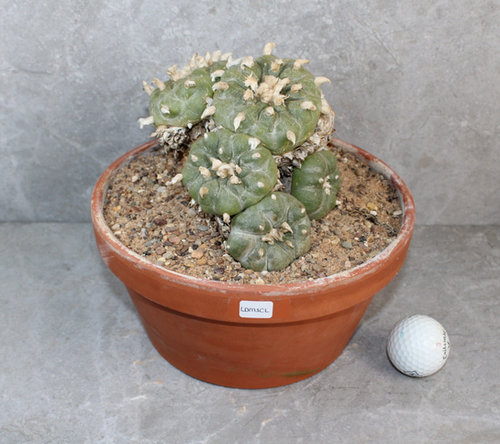Lophophora Diffusa (XLPeyote)