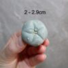 Lophophora fricii v. Super White 2-2.9cm (Peyote)