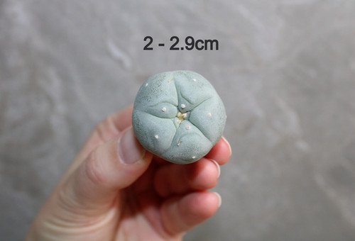 Lophophora fricii v. Super White 2-2.9cm (Peyote)