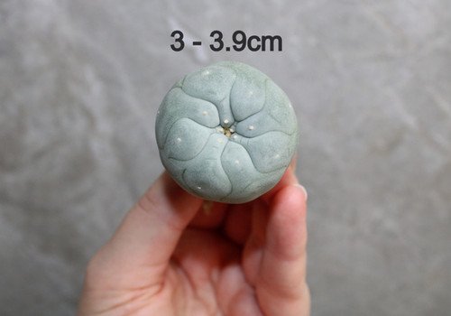 Lophophora fricii v. Super White 3.0-3.9cm (Peyote)