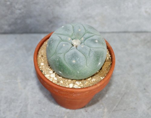 Lophophora fricii v. Yatagai 6.0-6.5cm (Peyote)