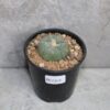 Lophophora williamsii 2-3cm (Peyote)