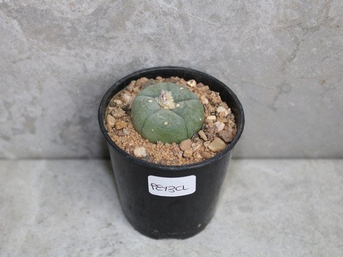 Lophophora williamsii 2-3cm (Peyote)