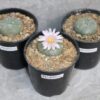 Lophophora williamsii bundle 2-3cm (Peyote)