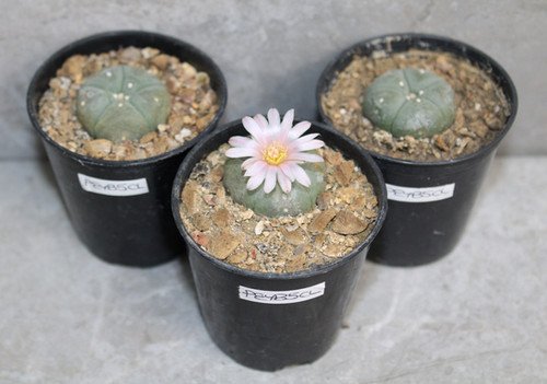 Lophophora williamsii bundle 2-3cm (Peyote)