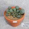 Lophophora williamsii Caespitosa – 12cm Pot Size (Peyote)