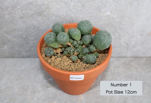 Lophophora williamsii Caespitosa – 12cm Pot Size (Peyote)