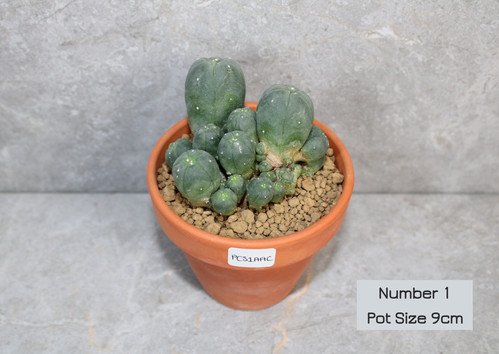 Lophophora williamsii Caespitosa – 9cm Pot Size (Peyote)