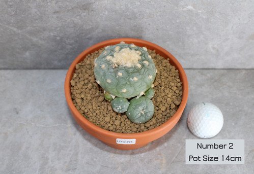 Peyote – Lophophora fricii Hybrid