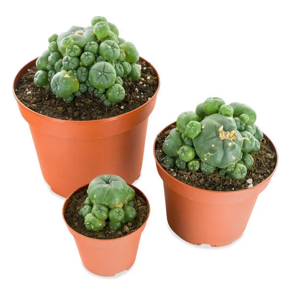 PEYOTE WITH PUPS (LOPHOPHORA WILLIAMSII)