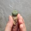 Peyote Seedling (Lophophora Williamsii)