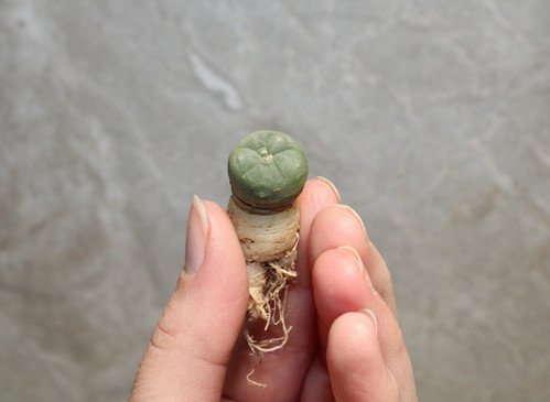 Peyote Seedling (Lophophora Williamsii)