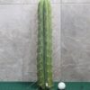 Trichocereus Bridgesii (45-50cm) ROOTED