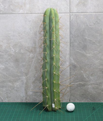 Trichocereus Bridgesii (45-50cm) ROOTED