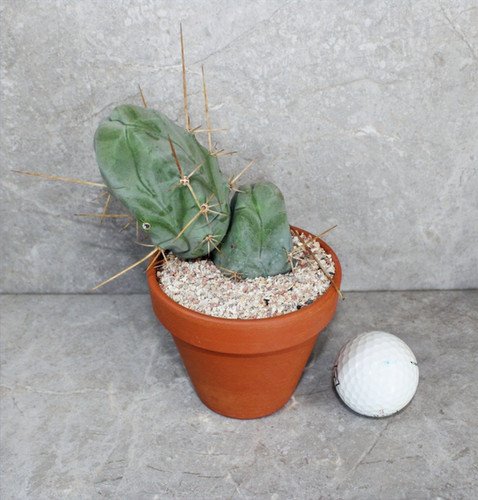 Trichocereus Bridgesii Monstrose