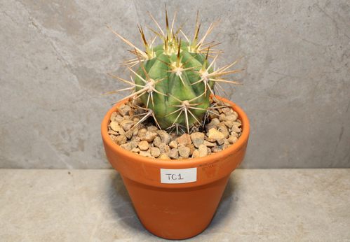 Trichocereus chiloensis (rooted)