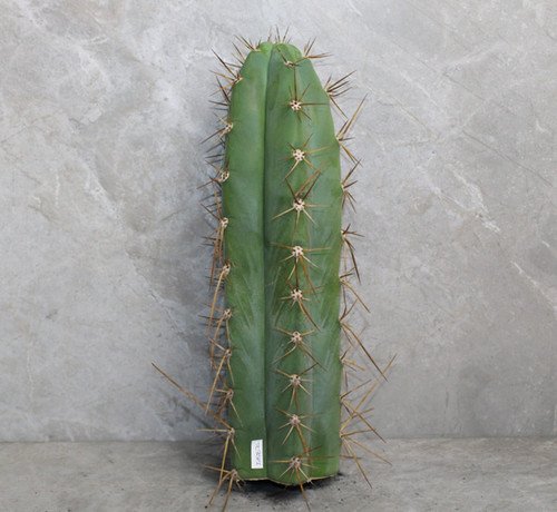 Trichocereus Cuzcoensis Cutting (25-30cm)