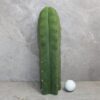 Trichocereus pachanoi Cutting (25-30cm)