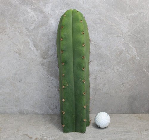 Trichocereus pachanoi Cutting (25-30cm)