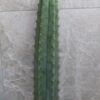 Trichocereus Pachanoi Cutting (45-50cm) ROOTED