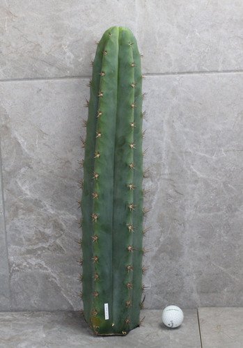 Trichocereus Pachanoi Cutting (45-50cm) ROOTED