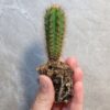 Trichocereus Pachanoi Seedling (AKA San Pedro)