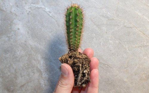 Trichocereus Pachanoi Seedling (AKA San Pedro)