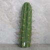 Trichocereus Peruvianus Cutting (25-30cm)