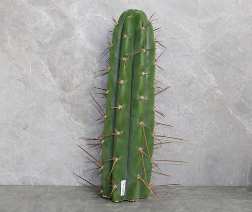 Trichocereus Peruvianus Cutting (25-30cm)